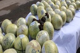  کشف ۹۲ درصد تریاک جهان در ایران