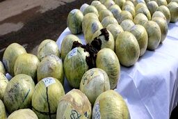  کشف ۹۲ درصد تریاک جهان در ایران