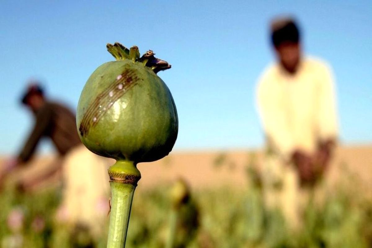 حمله مسلحانه به رئیس پلیس کوهدشت لرستان در عملیات امحای مزارع خشخاش