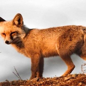 روباه؛ جان کودک سه ساله را در کبودرآهنگ گرفت 