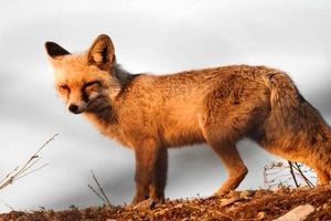 روباه؛ جان کودک سه ساله را در کبودرآهنگ گرفت 