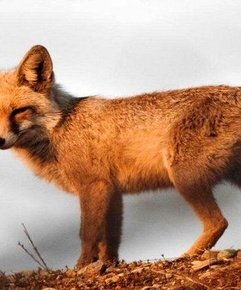 روباه؛ جان کودک سه ساله را در کبودرآهنگ گرفت 