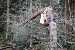 فوت دانش آموز مینو دشتی در حادثه اردو