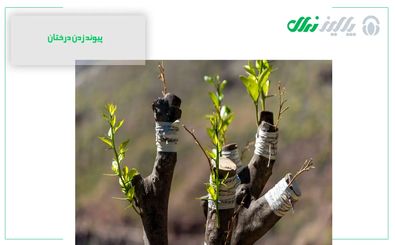 آموزش پیوند زدن چند درخت به یک درخت

