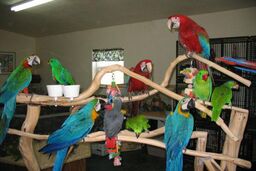 کشف پرنده‌های زینتی و کمیاب از قاچاقچیان در مرز