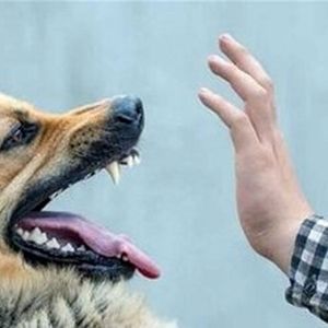 لحظه حمله یک سگ به دختر ۱۳ ساله/ ویدئو