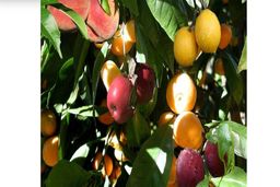 نهالستان نهالوند، خدمات حرفه‌ای در زمینه پرورش انواع نهال میوه