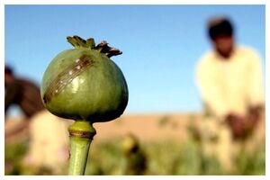 کشت خشخاش ممنوع است/ رفع خلاهای قانونی برای برخورد با مواد نوظهور