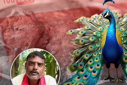 بازداشت مردی که با گوشت طاووس خورش درست کرد/ ویدئو