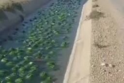 رودخانه هندوانه در بوشهر به راه افتاد/ ویدئو