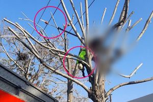 برق‌گرفتگی جان کارگر شهرداری تبریز را گرفت