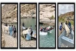 عملیات نفسگیر برای نجات الاغ سرگردان