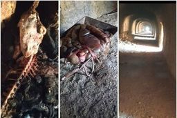 دستگیری عاملان کشتار اسب و الاغ در این استان