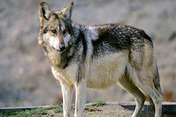 حمله گرگ گرسنه به پسربچه