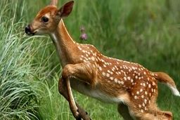 شکار آهو با موتور سیکلت 