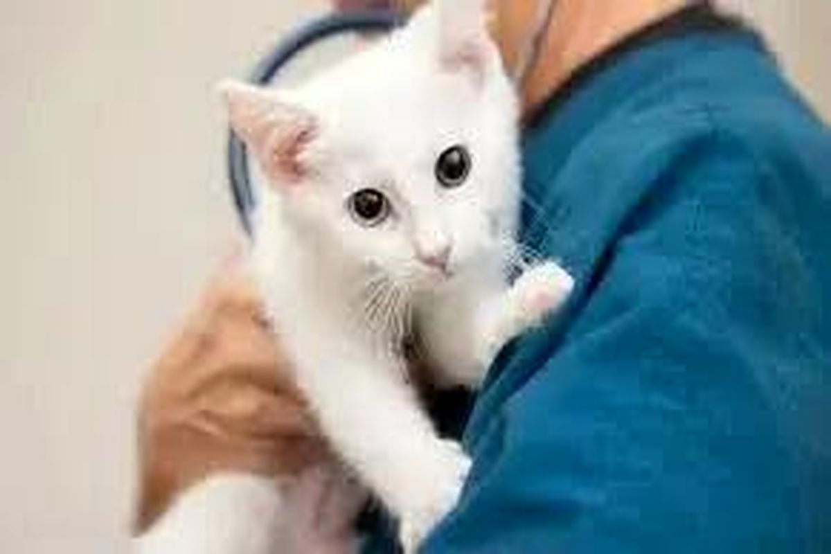 حمله یک مراجعه‌کننده به پرسنل کلینیک دامپزشکی/ ویدئو