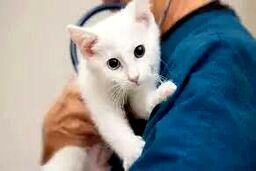 حمله یک مراجعه‌کننده به پرسنل کلینیک دامپزشکی/ ویدئو