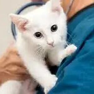 حمله یک مراجعه‌کننده به پرسنل کلینیک دامپزشکی/ ویدئو