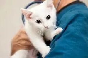 حمله یک مراجعه‌کننده به پرسنل کلینیک دامپزشکی/ ویدئو