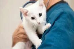 حمله یک مراجعه‌کننده به پرسنل کلینیک دامپزشکی/ ویدئو