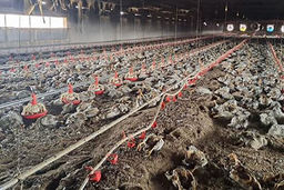 تلف شدن 8 هزار قطعه مرغ در آتش‌ سوزی میرآباد/ ویدئو 