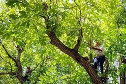 درخت گردو جان مرد ۴۸ ساله را گرفت