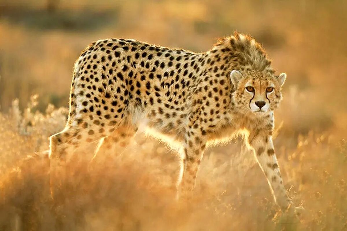 حمله پلنگ وحشی به اهالی یک روستا/ ویدئو