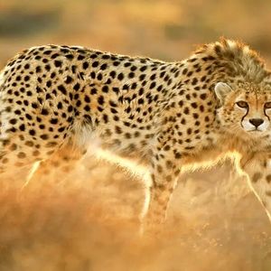 حمله پلنگ وحشی به اهالی یک روستا/ ویدئو