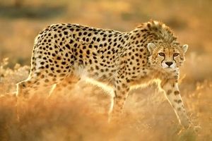 حمله پلنگ وحشی به اهالی یک روستا/ ویدئو