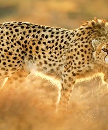 حمله پلنگ وحشی به اهالی یک روستا/ ویدئو