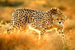 حمله پلنگ وحشی به اهالی یک روستا/ ویدئو