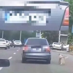 دستگیری یک حیوان‌آزار در تالش/ ویدئو