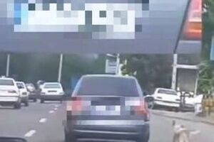 دستگیری یک حیوان‌آزار در تالش/ ویدئو