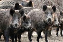 کشف ۲۰۰ کیلوگرم گوشت گراز در مرکز گیلان