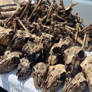  کشف ۴۱ جمجمۀ آهو از چاه آبی در شاهین‌شهر