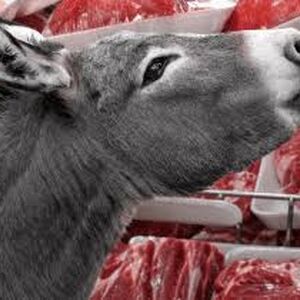 کشف ۲۵۴ کیلو گوشت الاغ و قاطر در تهران