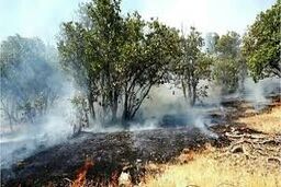 جزییات جدید از آتش‌سوزی جنگل گلستان؛ علت: سهل‌انگاری مسافران؟/ ویدئو
