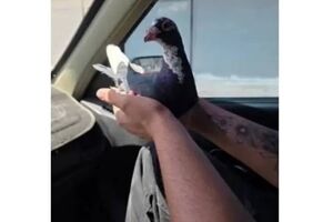 حادثه مرگبار برای 3 مرد کبوترباز مرندی/ یک نفر جان باخت یک نفر به کما رفت!