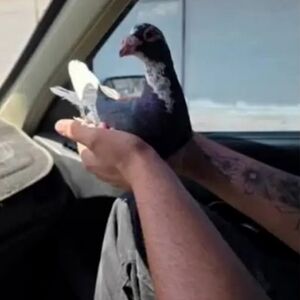 حادثه مرگبار برای 3 مرد کبوترباز مرندی/ یک نفر جان باخت یک نفر به کما رفت!