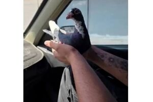 حادثه مرگبار برای 3 مرد کبوترباز مرندی/ یک نفر جان باخت یک نفر به کما رفت!