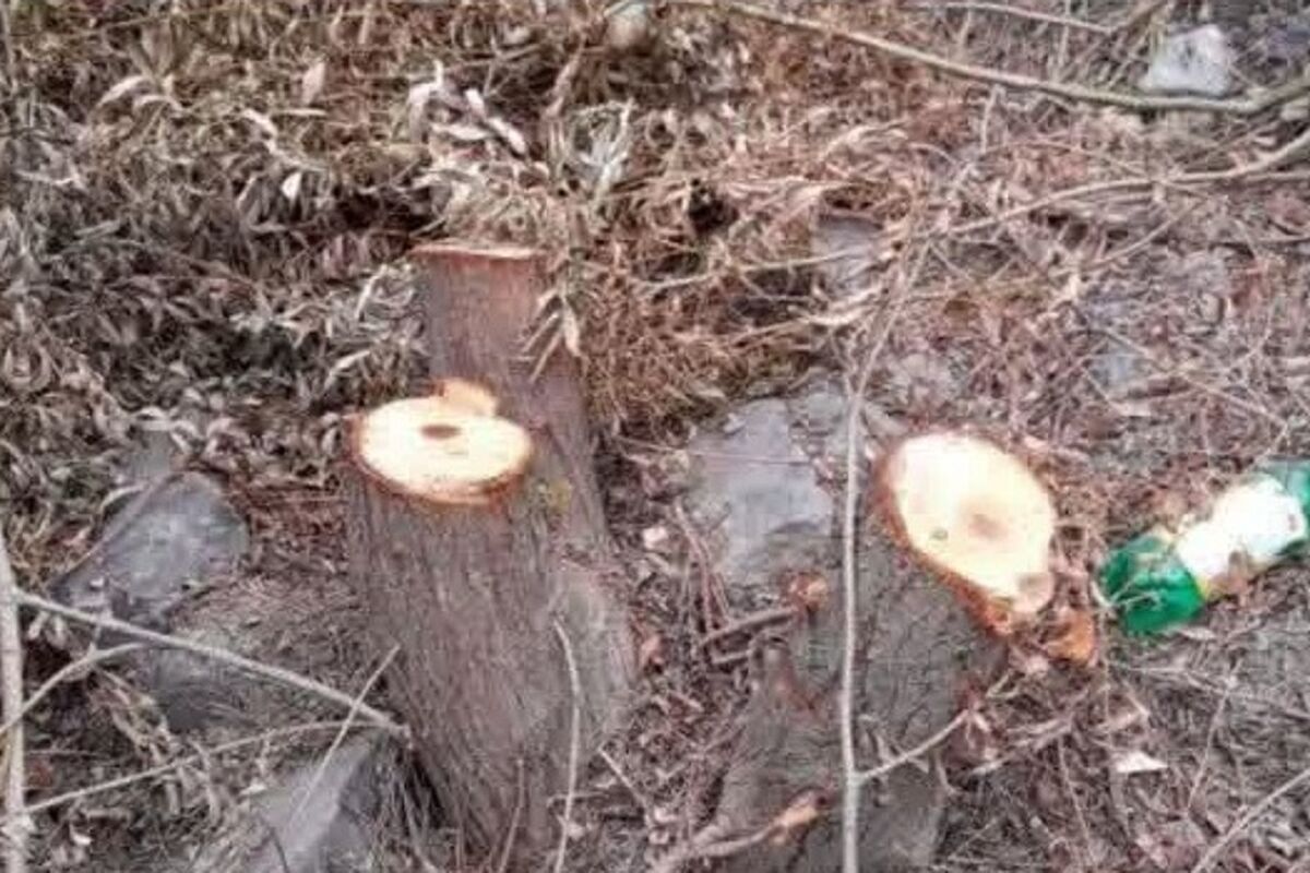 دستگیری عامل قطع ۷۰ اصله درخت در بلده