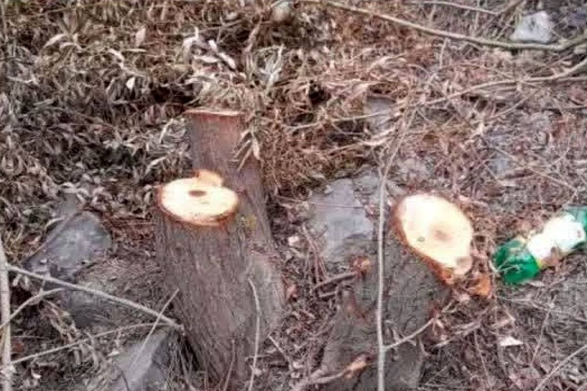 دستگیری عامل قطع ۷۰ اصله درخت در بلده