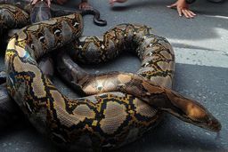 مشاهده مار پیتون در سطل زباله آمل، ماجرا چیست؟/ ویدئو