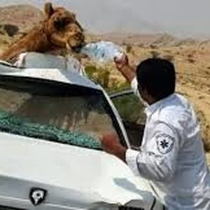 تصادف پژو و پراید با 6 شتر