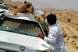 تصادف پژو و پراید با 6 شتر