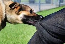 حمله سگ به تکنسین اورژانس اهواز هنگام کمک به پیرزن 70 ساله 