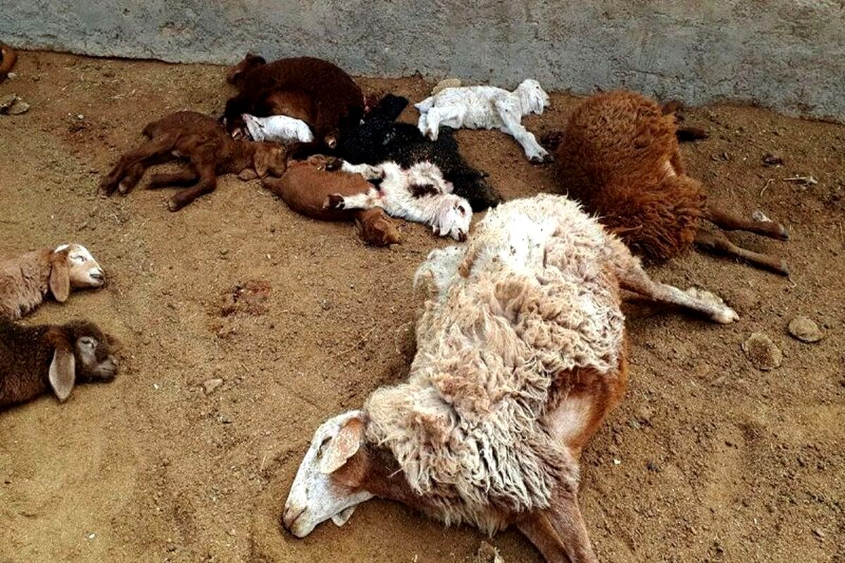 جزئیات فوت چوپان و ۱۲۰ گوسفند در کانتینر یک تریلی در تیران اصفهان/ ویدئو