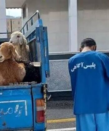 توقیف گوسفندان غیر مجاز توسط پلیس 