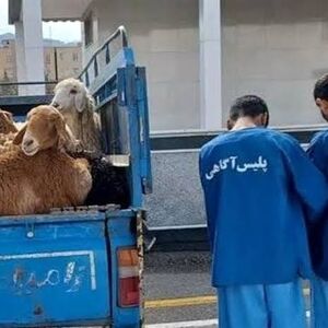 توقیف گوسفندان غیر مجاز توسط پلیس 