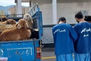 توقیف گوسفندان غیر مجاز توسط پلیس 